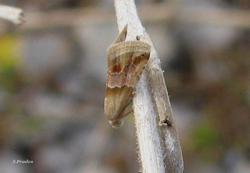 eublemma ???